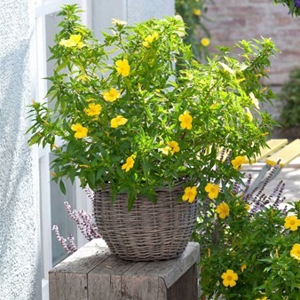 O Que é e Como Damiana Funciona?