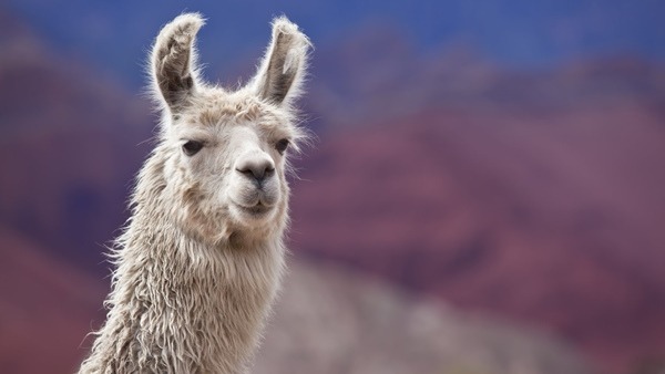 O Que é e Como Funciona a Terapia Com Lama?
