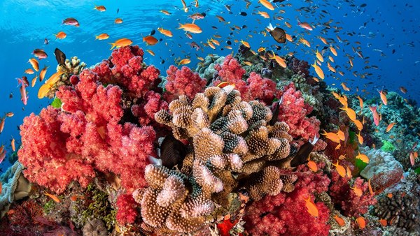 O Que é e Como Funciona os Corais?