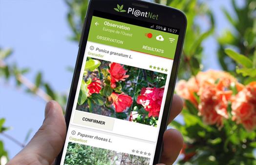 Melhores aplicativos para identificar plantas pela foto gratis